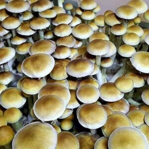 Black Morel Spores (Morchella Importuna)